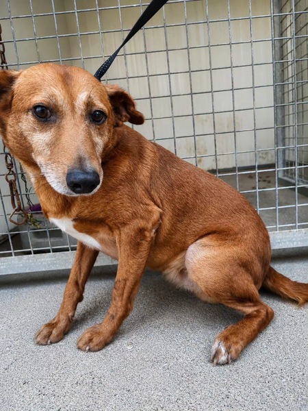 Adopter Benny