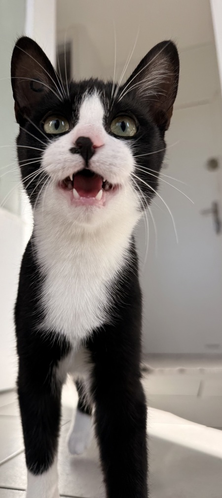 Adopter Loki