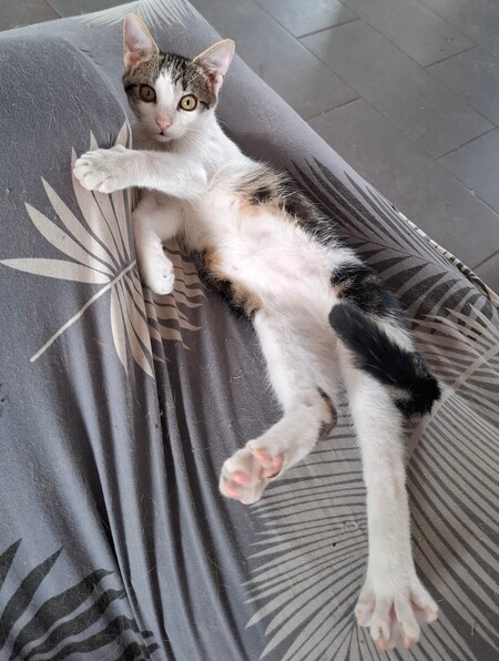 Adopter Buzz