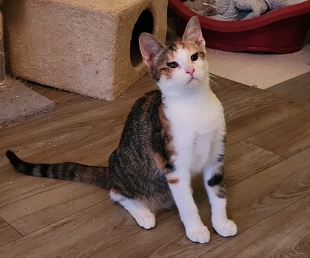 Adopter Bora