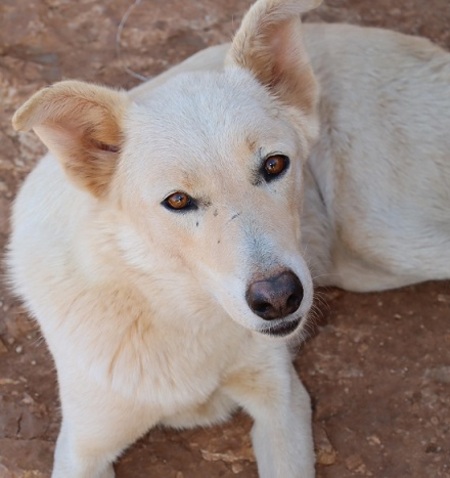 Adopter Archie