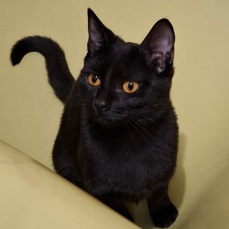 Adopter Beetlejuice