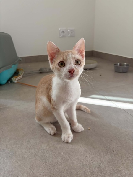 Adopter Toby