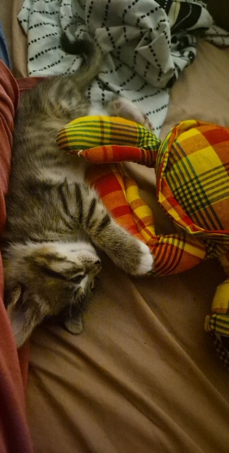 Adopter Cherokee