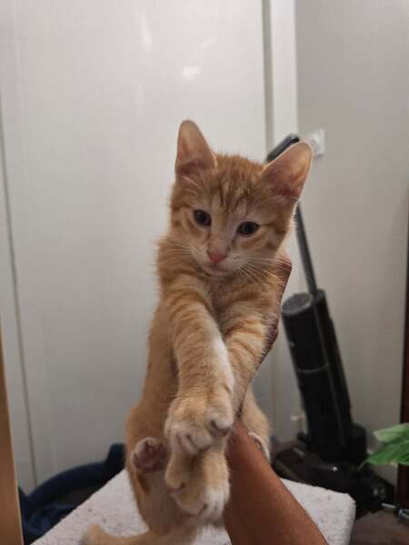 Adopter Maxitic