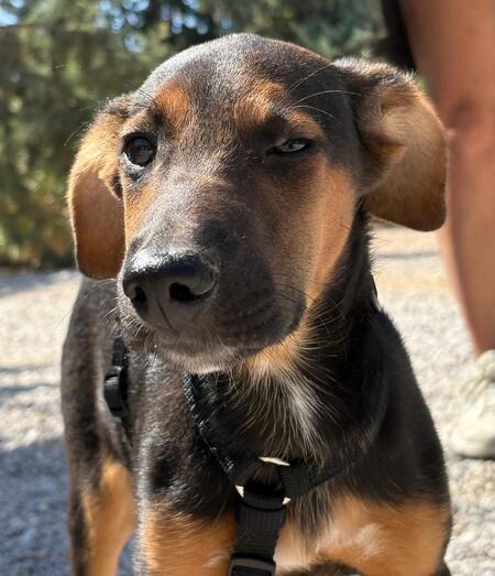 Adopter Kika