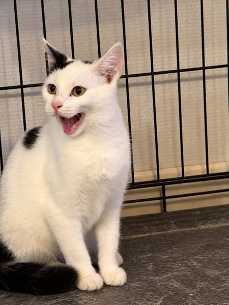 Adopter Flip
