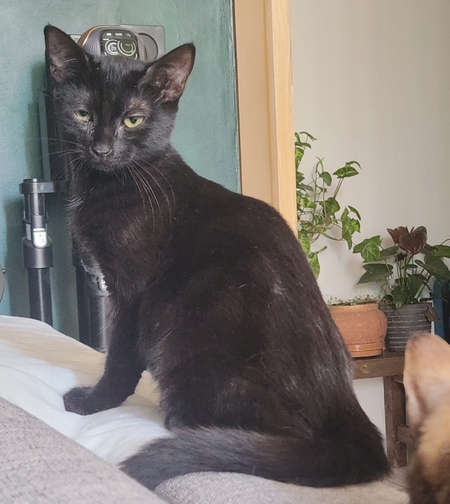 Adopter Belissama
