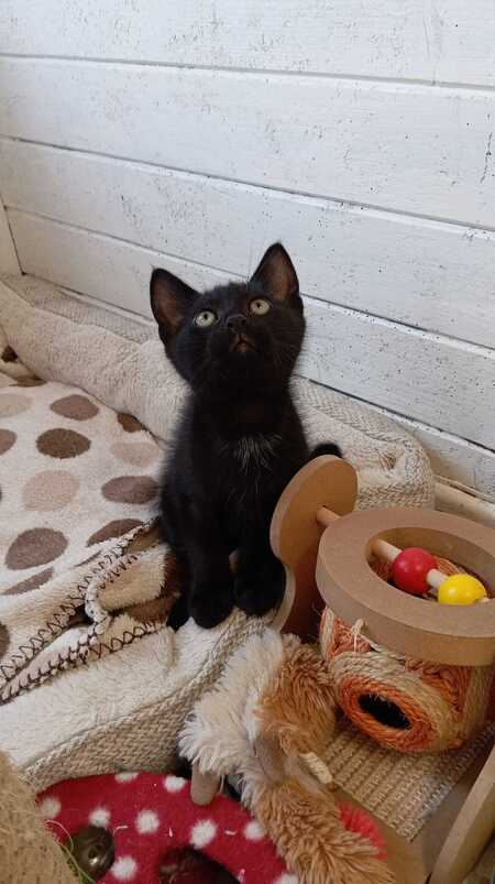 Adopter BALTHAZAR