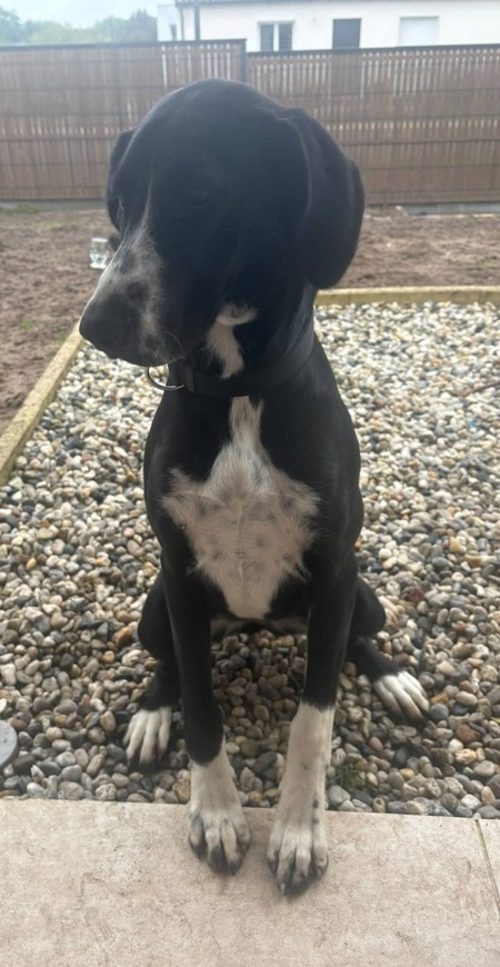 Adopter Belly 