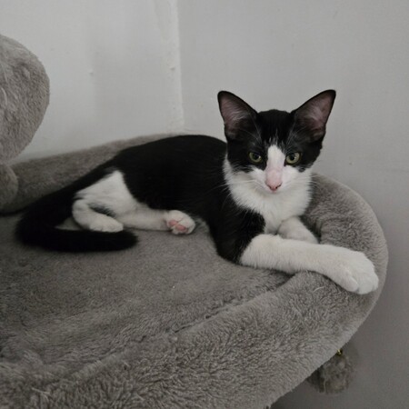 Adopter BRIGNOLES