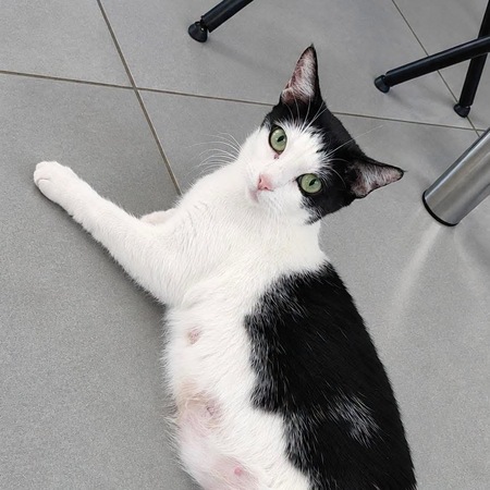 Adopter Pralinette