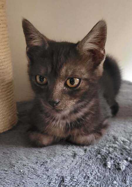 Adopter Balzac