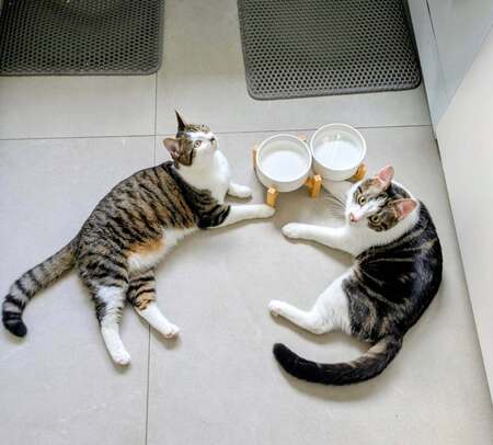 Adopter Iris et hermes