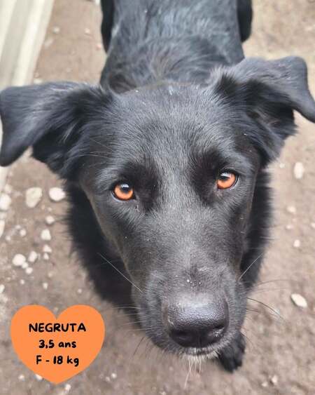 Adopter NEGRUTA