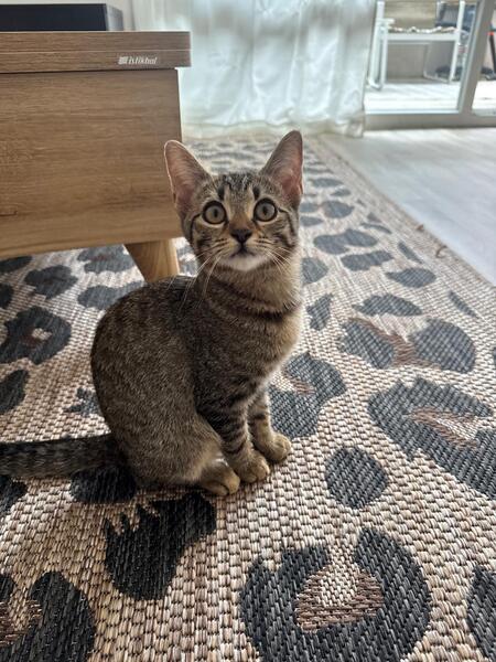 Adopter Opale