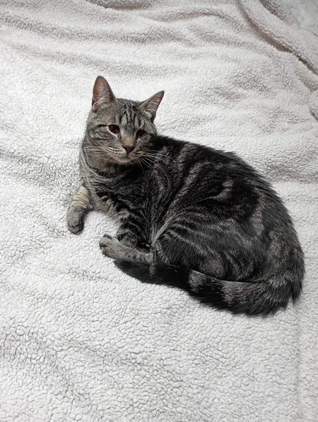 Adopter Clyde 