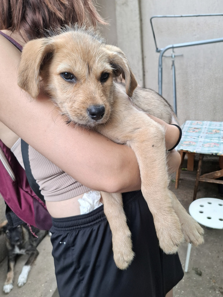 Adopter Schnappi
