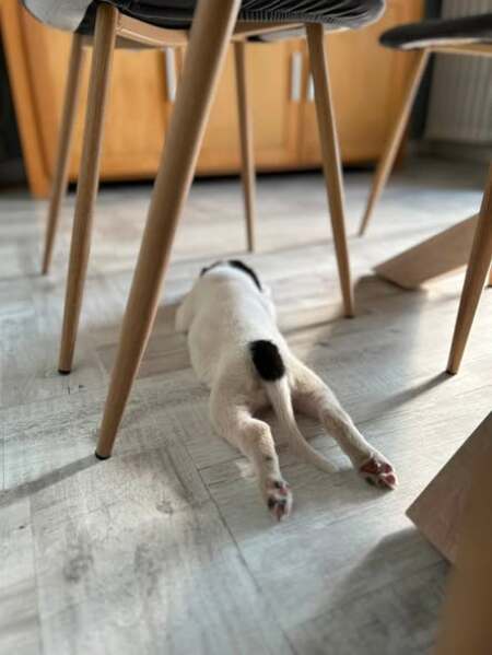 Adopter Oscar