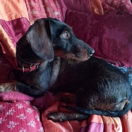 Adopter Thalie