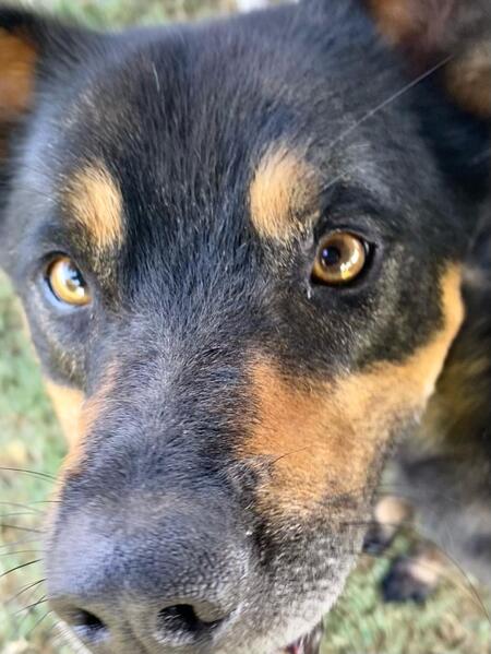 Adopter Diesel