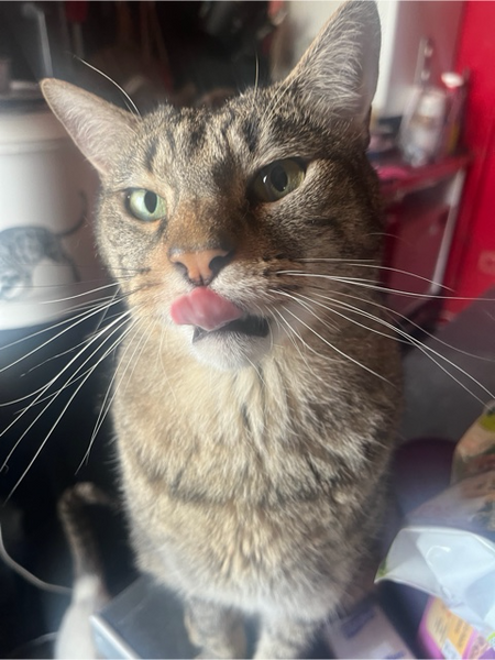 Adopter Meuzou