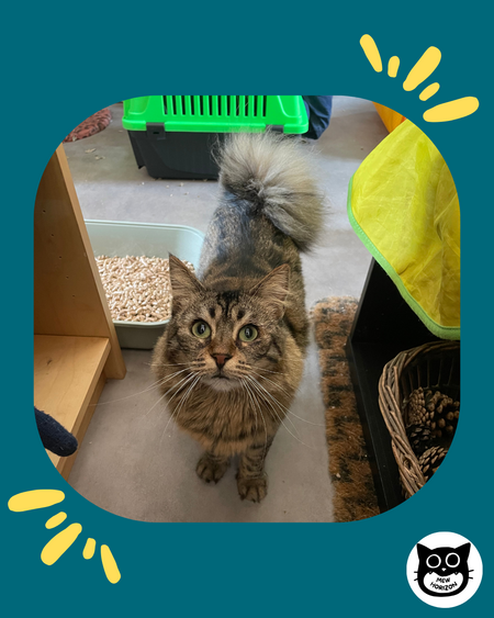 Adopter Trompette