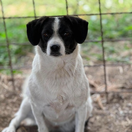 Adopter Léonie