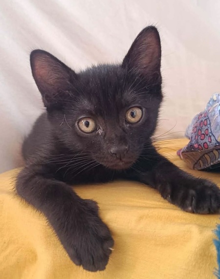 Adopter GUINNESS