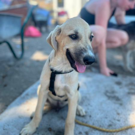 Adopter MANO