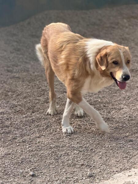 Adopter Guapo