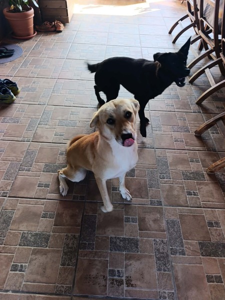 Adopter Nova 
