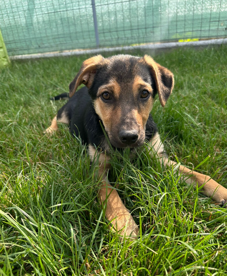 Adopter Tiana