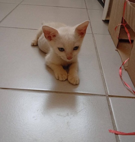Adopter Snow