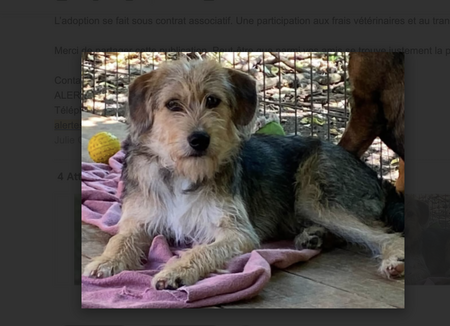 Adopter ROMEO, à adopter!!