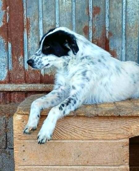 Adopter Pongo