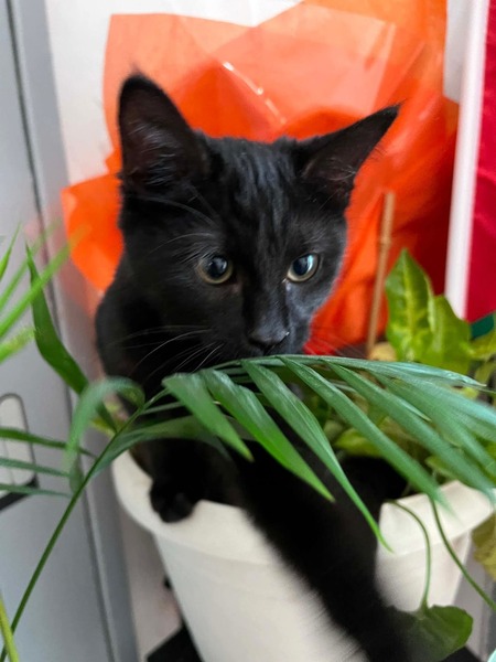 Adopter Nouméa