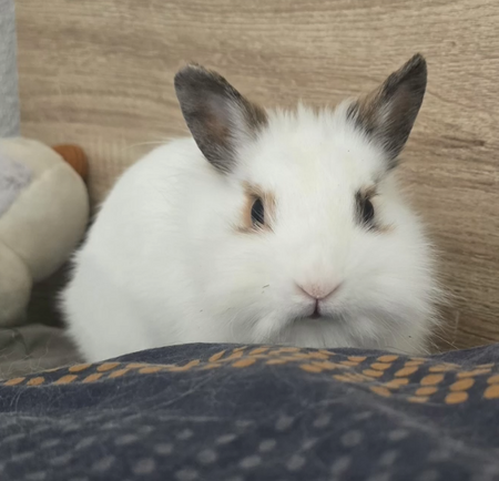 Adopter Mila