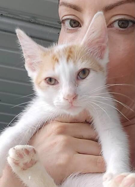 Adopter NINA