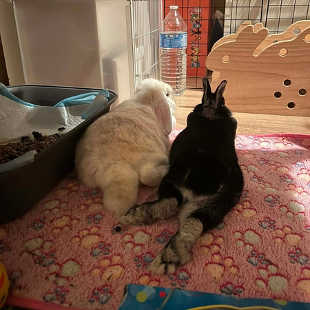 Adopter Tiramisu et Mascarpone