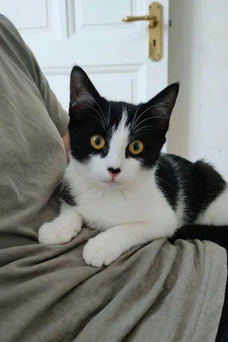 Adopter Willy