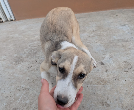 Adopter Anna-Bell