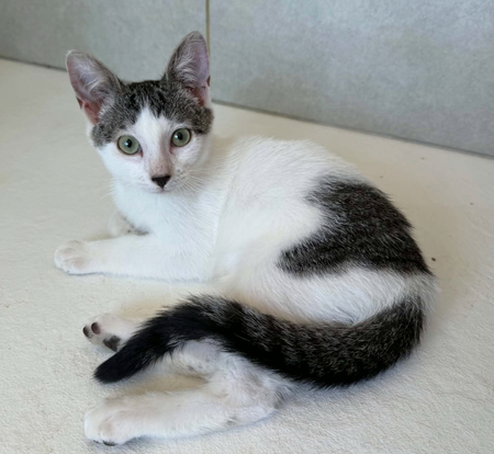 Adopter BONNIE 