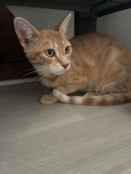 Adopter Meryl