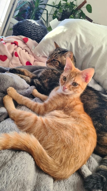 Adopter Tchoutchou 