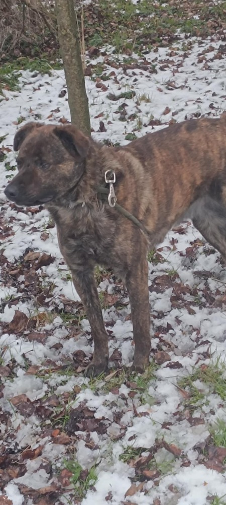 Adopter Tex