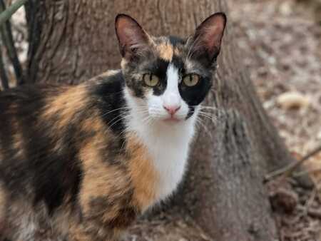 Adopter Chanel