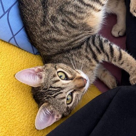 Adopter Foxi