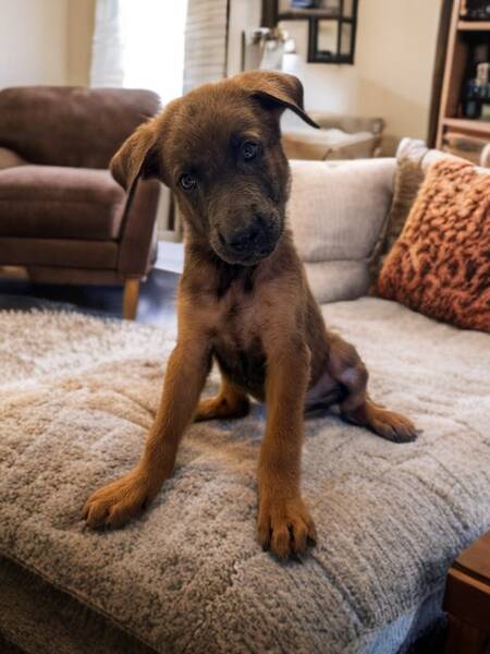 Adopter Poxy