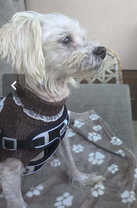 Adopter Nelly